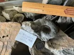 化石 アンモナイト ゼランチラス 南淡町地野 - メルカリ
