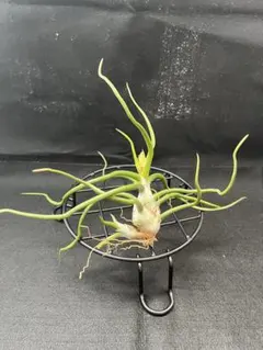 Tillandsia Green Gobrin 速達発送 Tillandsia Green Gobrin 速達発送 - メルカリ