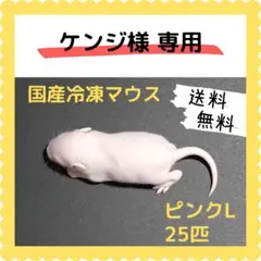 清玄@プロフ必読/断捨離中☆国産冷凍マウスアダルトM20匹リタイア15匹 2025年最新】冷凍マウスの人気アイテム - メルカリ