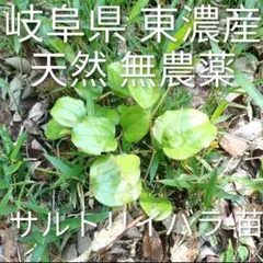 5/24発送 岐阜県 東濃産 天然 無農薬 サルトリイバラ 1株 サンキライのサムネイル