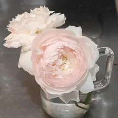切花品種∥和バラ 苗 - メルカリ