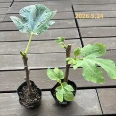 いちじく穂木 最終剪定分 La figue farm - メルカリ