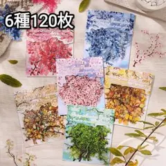 新！T9 椿浴沐野 枝葉 植物 ステッカー コラージュ素材PET シール