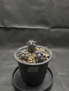 kisuの販売ページとなります 3株 販売 高級 コピアポア レア株 kisu様専用の販売ページとなります 3株 販売 高級 コピアポア レア株