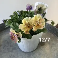 チョコマロン様 リクエスト 2点 まとめ商品