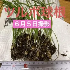 ツルボ球根のサムネイル