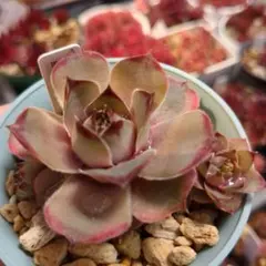 67#観葉植物ア工オニウム錦❤️レッド富士❤️青花瓷❤️1大頭2小頭