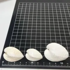 貝殻標本 小さな貝殻 ヤドカリのお宿 置物