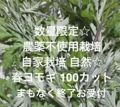 数量限定 農薬不使用栽培 自家栽培 野菜詰め合わせ 春よもぎ ヨモギ
