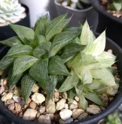 多肉植物 旧氷砂糖錦 抜き苗 - メルカリ