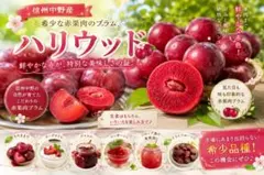 希少な赤果肉プラム約3kg【長野県産 家庭用ハリウッド】本州クール便込みのサムネイル