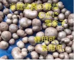 岐阜県産、自然栽培 山菜 、 山芋むかご、零余子、 種用 30個　ランダムのサムネイル