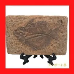 2026年最新】魚化石の人気アイテム - メルカリ