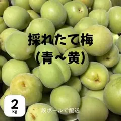 採れたて梅 2kg 梅干し、梅酒、梅シロップ用 中〜大粒【1箱のみ】のサムネイル