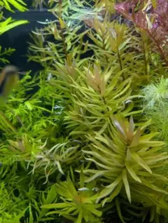 【メルカリ便】珍！ホシクサsp.キンバリーナロー　超大株　1株　直径12cm以上 メルカリ便】珍！ホシクサsp.キンバリーナロー 超大株 1株 直径12cm以上