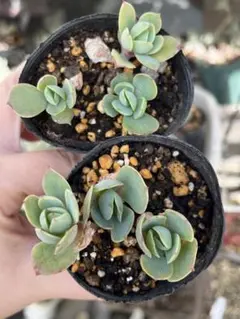 2026年最新】ピーチプリデ 多肉の人気アイテム - メルカリ