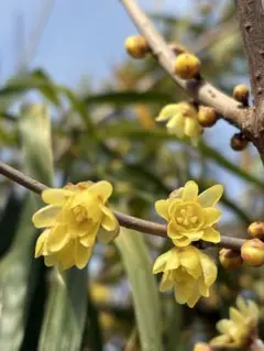 田中惠子様 リクエスト 2点 まとめ商品