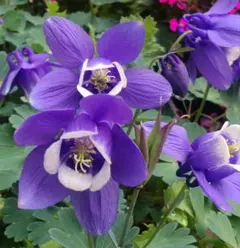 くろポチ様 リクエスト 3点 まとめ商品