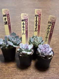 ⭐️おらいさん苗⭐️4種セット ⭐️エケベリア⭐️第四種郵便⭐️月曜発送予定⭐️のサムネイル