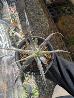 2025年最新】Hechtiaの人気アイテム - メルカリ