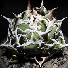 【最終値下げ】アガベ　チタノタ　追星　COK 親株+子株5個付き！ 2026年最新】agave titanota cokの人気アイテム - メルカリ