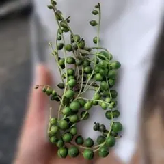 多肉植物グリーンネックレスカット苗