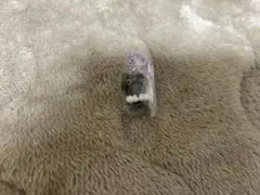 サンエックスユニバース チャームつきグミ 靴下にゃんこ