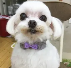 monaco様専用です