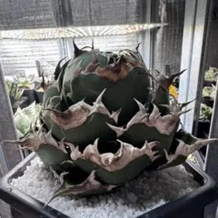 2025年最新】アガベ オアハカの人気アイテム - メルカリ