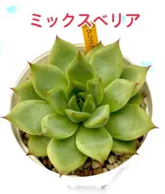 あく様 リクエスト 2点 まとめ商品