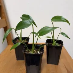 モンステラ　ブルーマークスフレーム　5号 送料1500円】モンステラ ブルーマークスフレーム 5号1入り 指宿の観葉