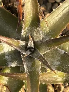 子株付き DBディッキア Dyckia ML hybrid #228 - メルカリ
