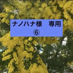 銀葉アカシア　フレッシュ　⑥