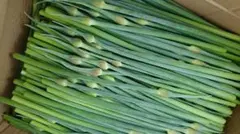 【健康】【栄養満点】ジャンボにんにくの芽　600g おまけ盛り付き4のサムネイル