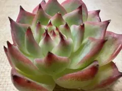 z7オレンジゼリー エケベリア 多肉植物 撮影7月27日 - メルカリ