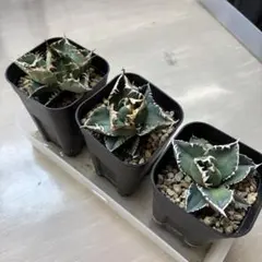 2025年最新】アガベまとめ売りの人気アイテム - メルカリ