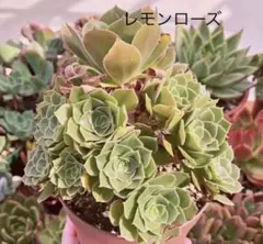 多肉☆カット☆アエオニウム ☆レモンローズ☆大☆緑印☆