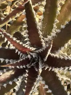 DBディッキア Dyckia Bill Baker hybrid #222 ⑵ - メルカリ