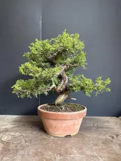 真柏盆栽❗️値下げ❗️フォロワー様270人記念❗️板舎利です！古木