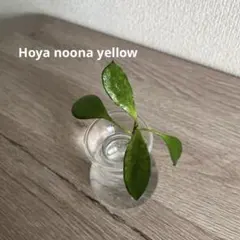 Hoya noona yellow 希少 ホヤ　ヌーナイエロー　 カット苗のサムネイル
