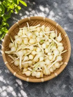 ノビル 野蒜　のびる　山菜 旬の野菜 500g 上のサムネイル