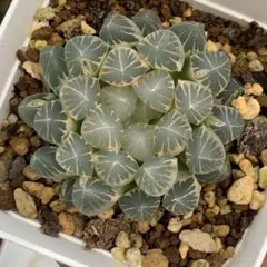 多肉植物 ハオルチア ブラックオブツーサ錦糊斑