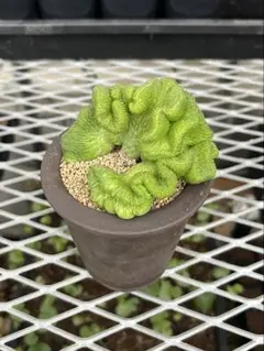 ユーフォルビア　オベサ　多頭　綴化　カキコ ユーフォルビア オベサ 多頭 綴化 カキコ ユーフォオルビア