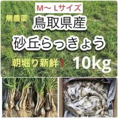 無農薬】鳥取県産 砂丘らっきょう ラッキョウ 10kg M～L - メルカリ