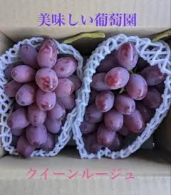 ホワイトスノー様クイーンルージュ、ナガノパープル （1kg以上