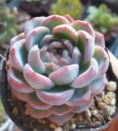 Top【選抜株】多肉植物　363363ベゴニア　9個　鉢無し/脱土 Top【選抜株】多肉植物 363363ベゴニア 9個 鉢無し/脱土 - メルカリ