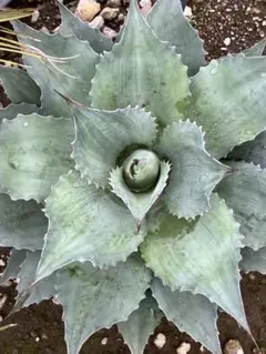Agave ovatifolia 'Moby' アガベ オバティフォリア TC - メルカリ