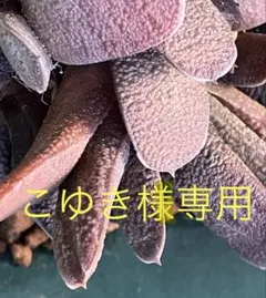 こゆき様 リクエスト 2点 まとめ商品