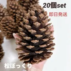 大きい松ぼっくり　クリスマスインテリア　結婚式ウェルカムスペース
