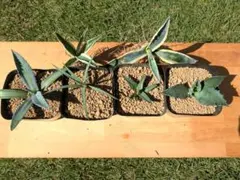 2025年最新】笹の雪 黄覆輪の人気アイテム - メルカリ